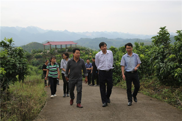 专家组一行考察荔波县蜜柚基地.jpg